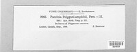 Puccinia polygoni-amphibii var. polygoni-amphibii image